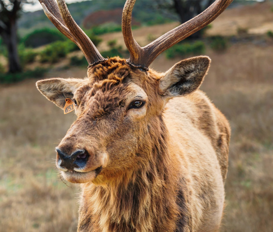 Image of buck