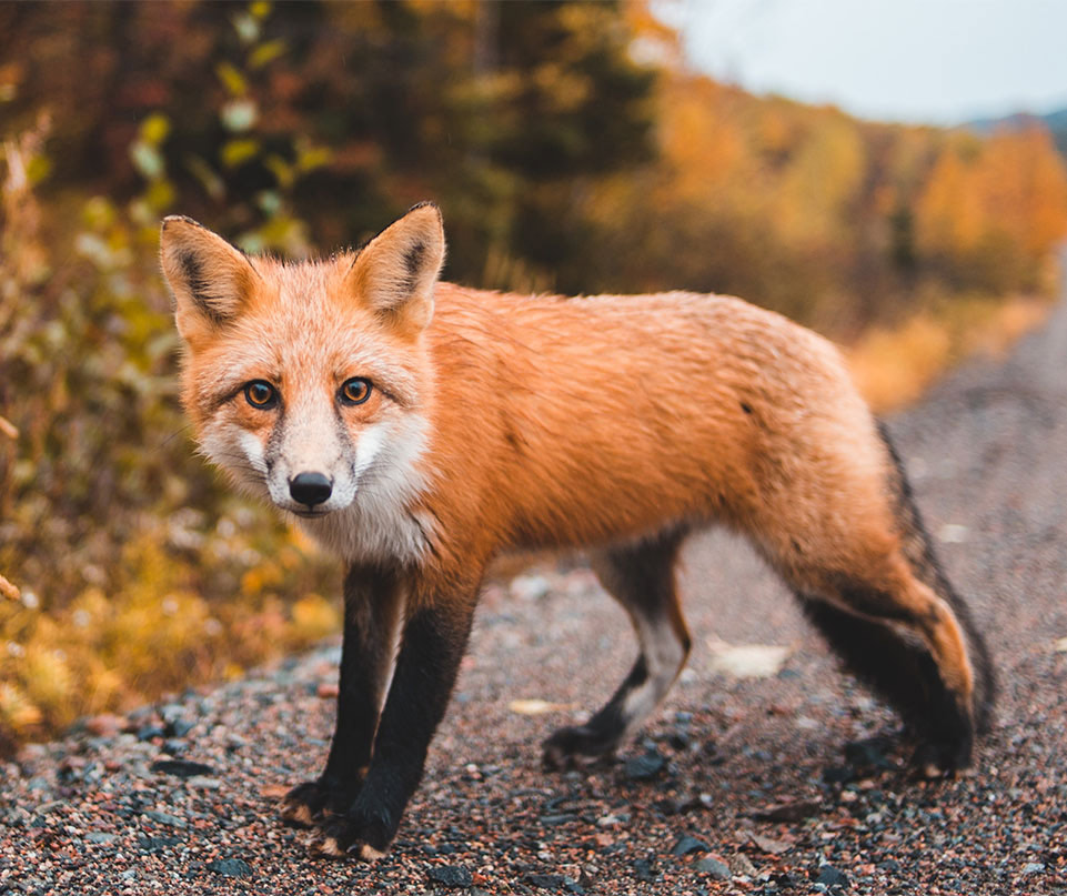 Image of a fox